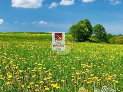 《DOTA2》自走棋段位显示方法